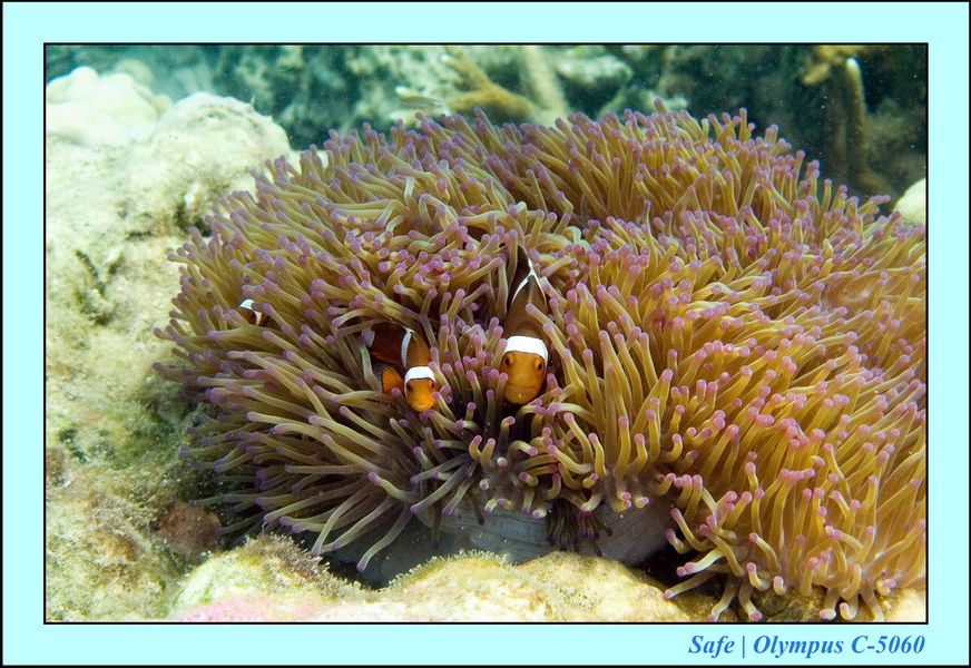 2006 - 07 - Kapas - Plongee 3 - 03